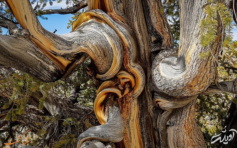 هوماروس آمریکنوس هوماروس آمریکنوس